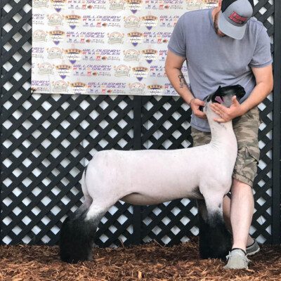 Why Sheep? ‎– Sampling Concerto Ring Help - Reproduction Specialty Group