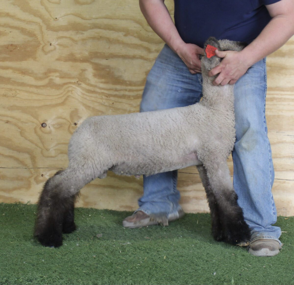 Quanah Reproduction Specialty Group