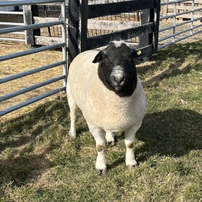 Lazy 5 Ranch 5289 - Reproduction Specialty Group