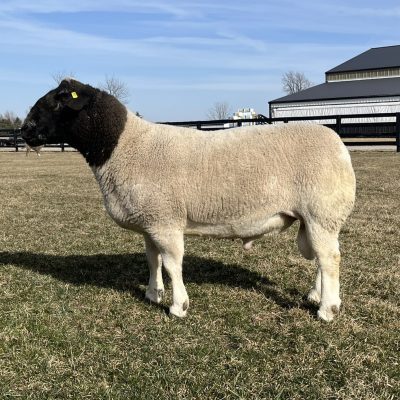 Lazy 5 Ranch 5289 - Reproduction Specialty Group
