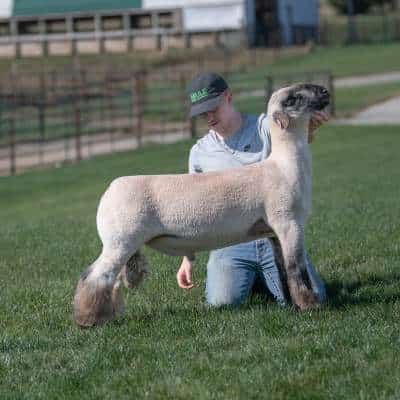 High Road - Reproduction Specialty Group