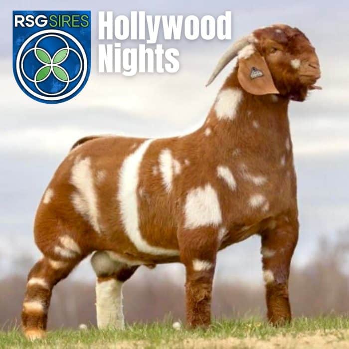 AWS1 Hollywood Nights