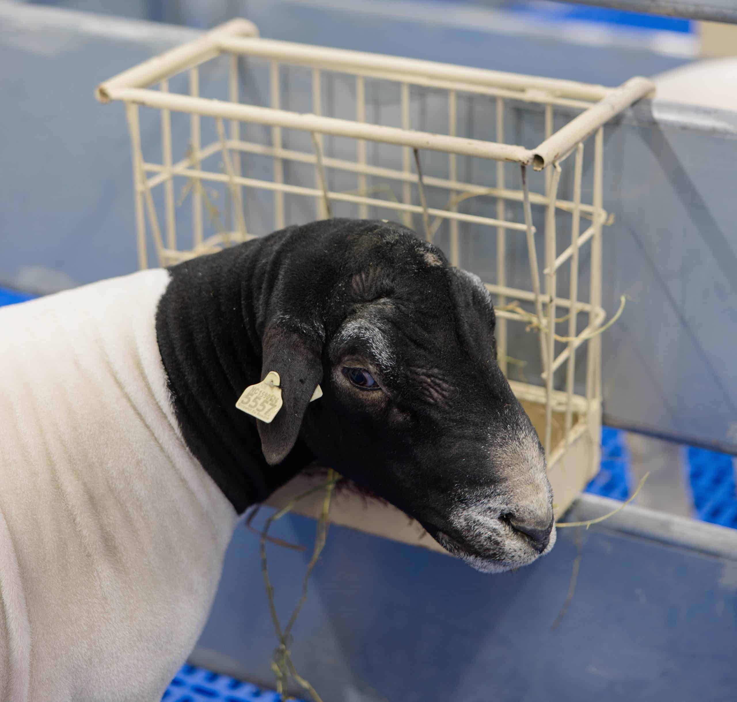 dorper in sire center