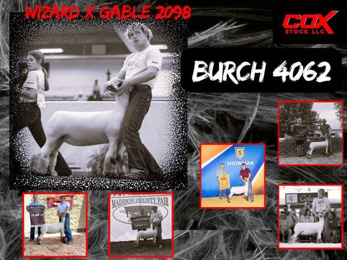 BURCH 4062