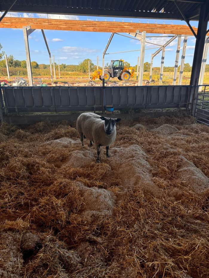 Bleu de Maine Frozen Imported Embryos
