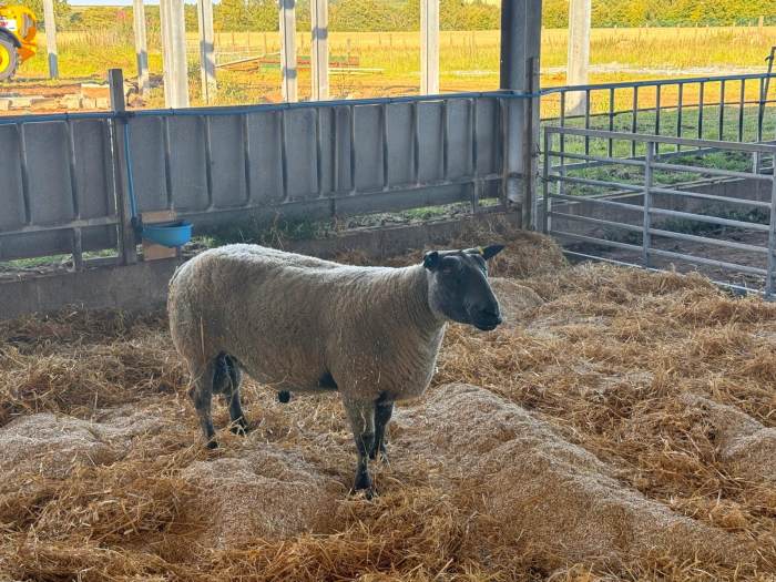 Bleu de Maine Frozen Imported Embryos