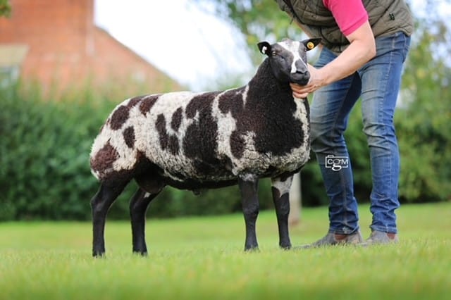 Dutch Spotted Imported Frozen Embryos