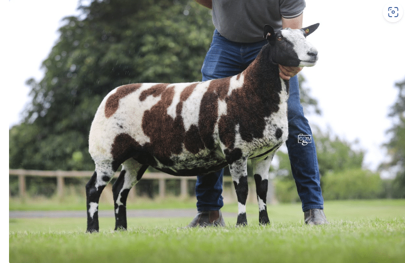 Dutch Spotted Imported Frozen Embryos