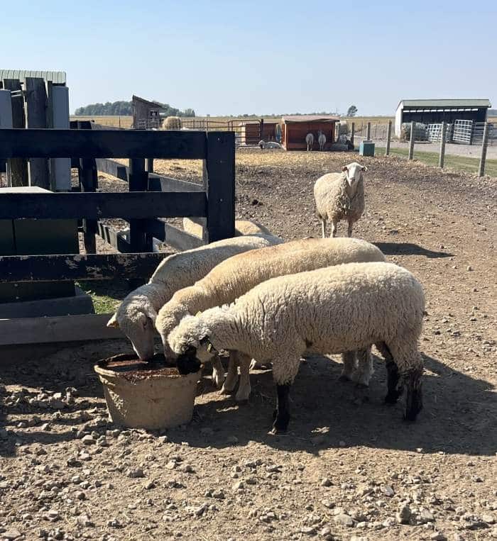 Repro Booster – Sheep & Goat