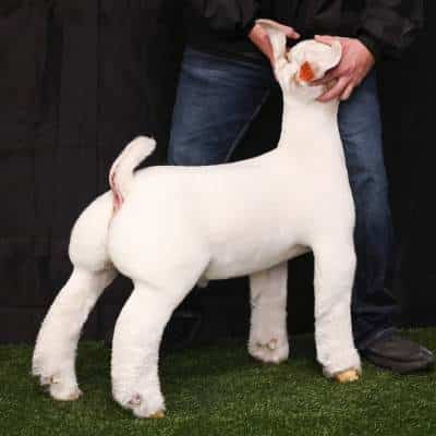 Future - Reproduction Specialty Group