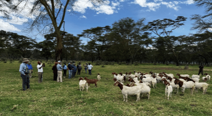 Kenya 3