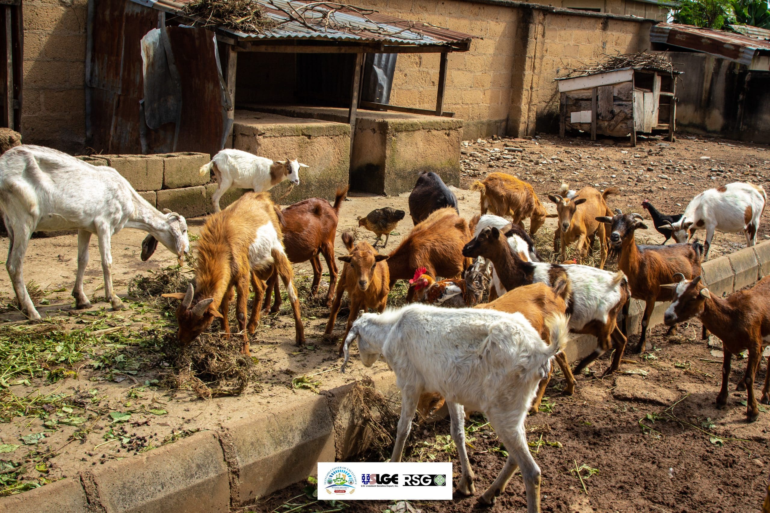 nigeria farm visit sheep and goats